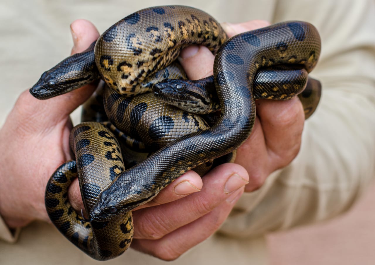 Résultat de recherche d'images pour "Le plus grand anaconda du monde donne naissance à 26 bébés au Crocoparc Agadir"